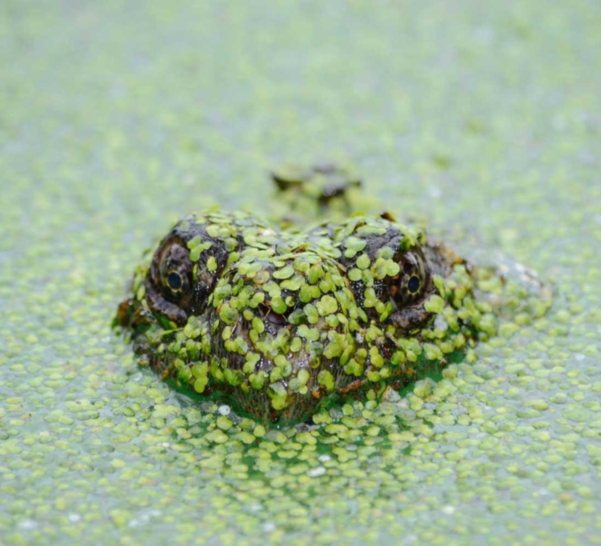 已实名账号：招标代理注册收费标准